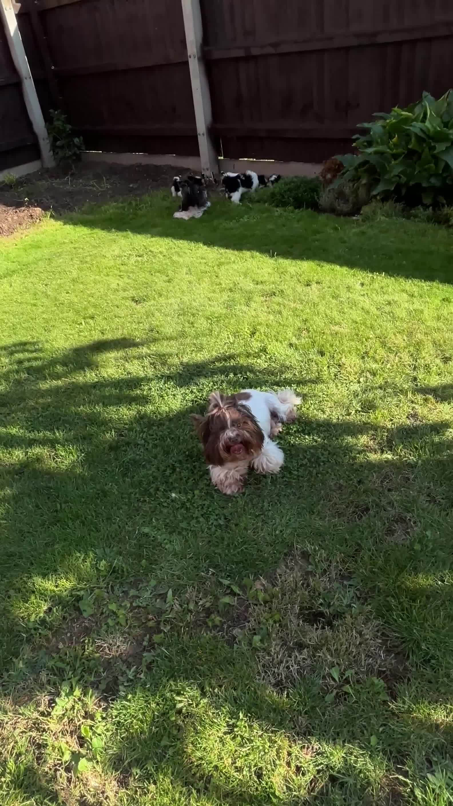 Biewer Terrier dogs for sale: 🩶🩷Biewer-Biro Champion heritage pups! 🐶❤️ - Video 1