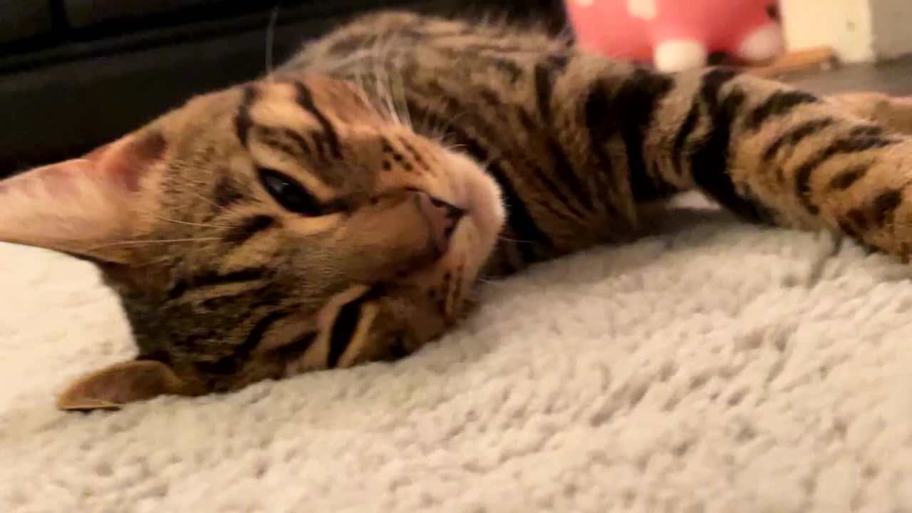 Bengal cats for sale: Beautiful Bengal Male Cat - Kairo  - Video 3