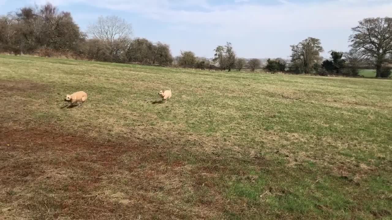 Mixed Breed dogs for adoption: Coco – 5 years old, Female, Possibly Lab Mix  - Video 1