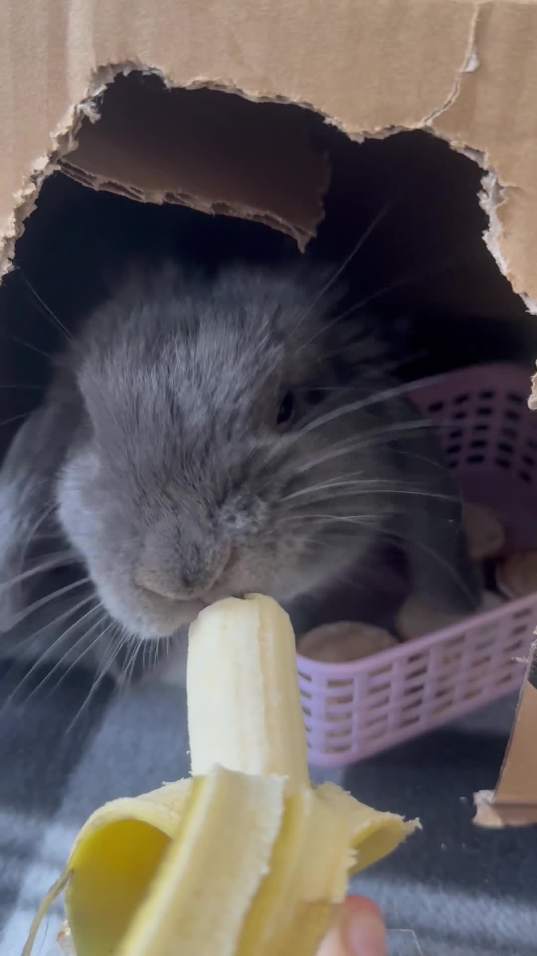 Mini Lop rabbits for sale: Milo the mini lop in Crewe - Video 1
