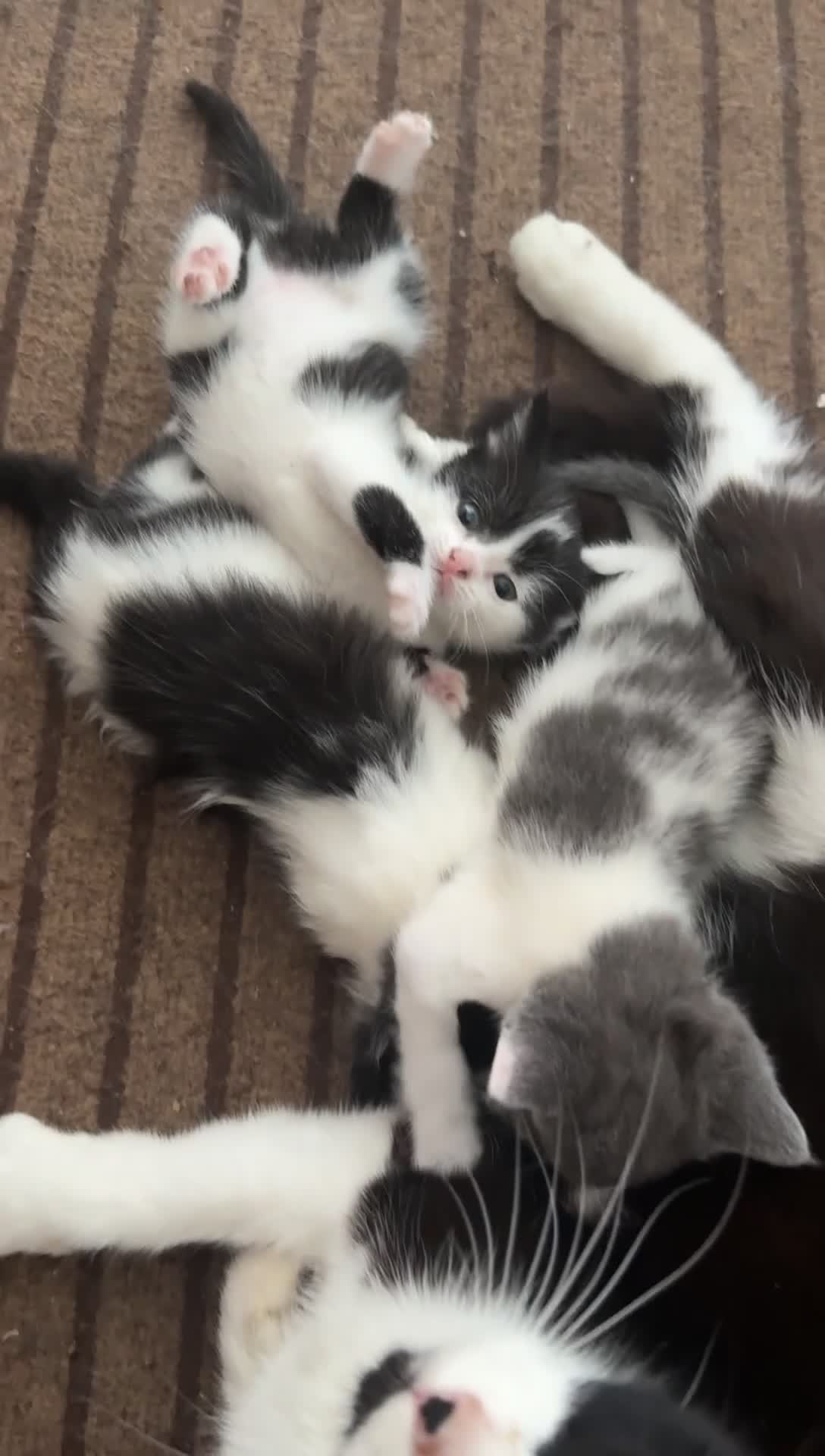 Mixed Breed cats for sale: Adorable kittens looking for their new home - Video 2