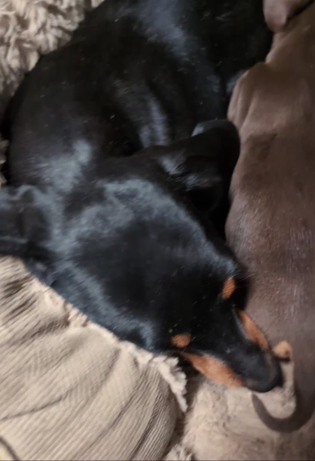 Miniature Dachshund dogs for sale: Quality KC/ PRA clear Miniature Dachshund puppies  - Video 1