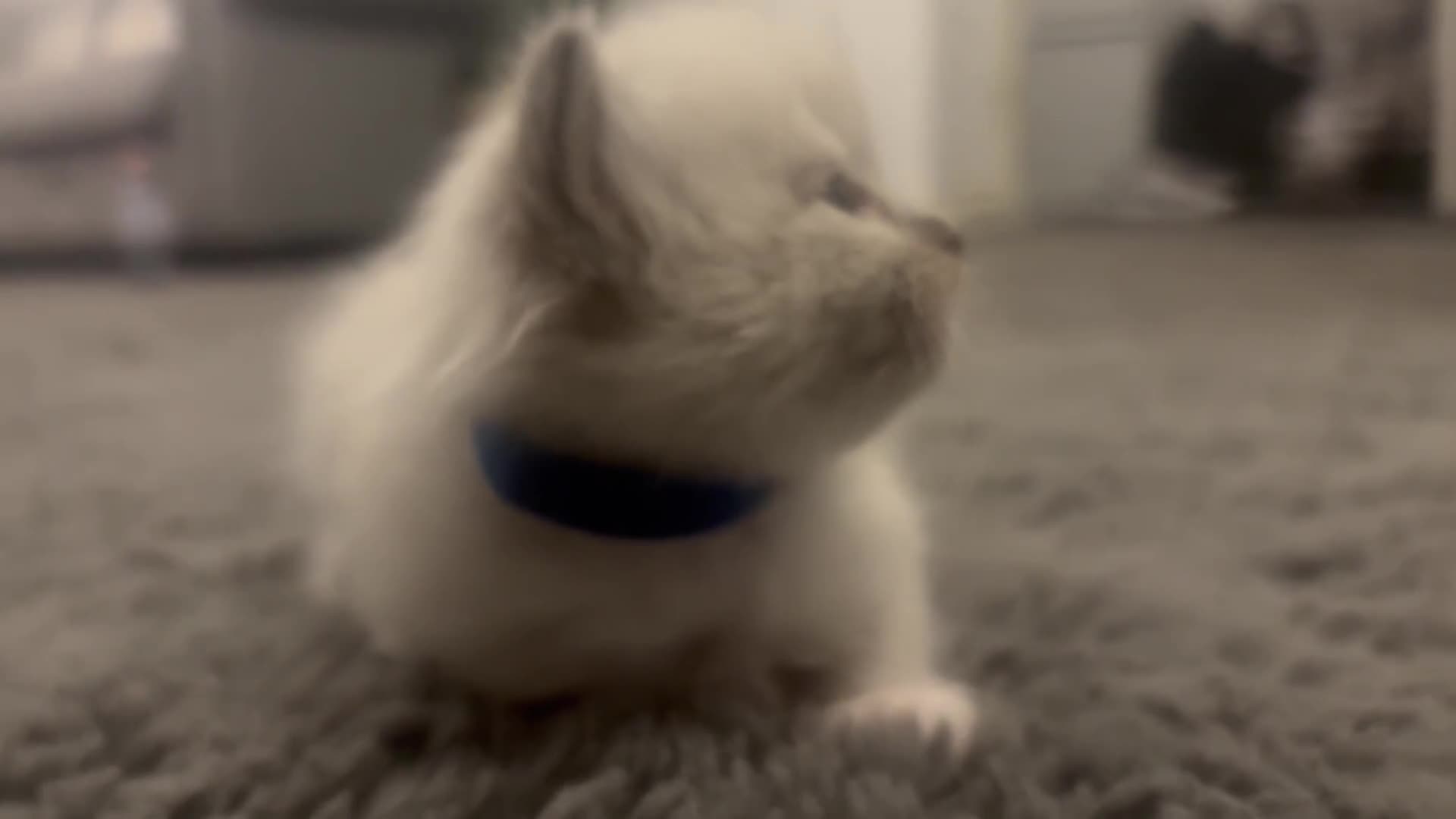 Ragdoll cats for sale: Gorgeous pedigree Ragdoll kittens  - Video 1