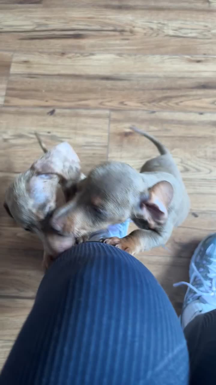 Miniature Dachshund dogs for sale: Stunning miniature dachshunds in Kidderminster - Video 1