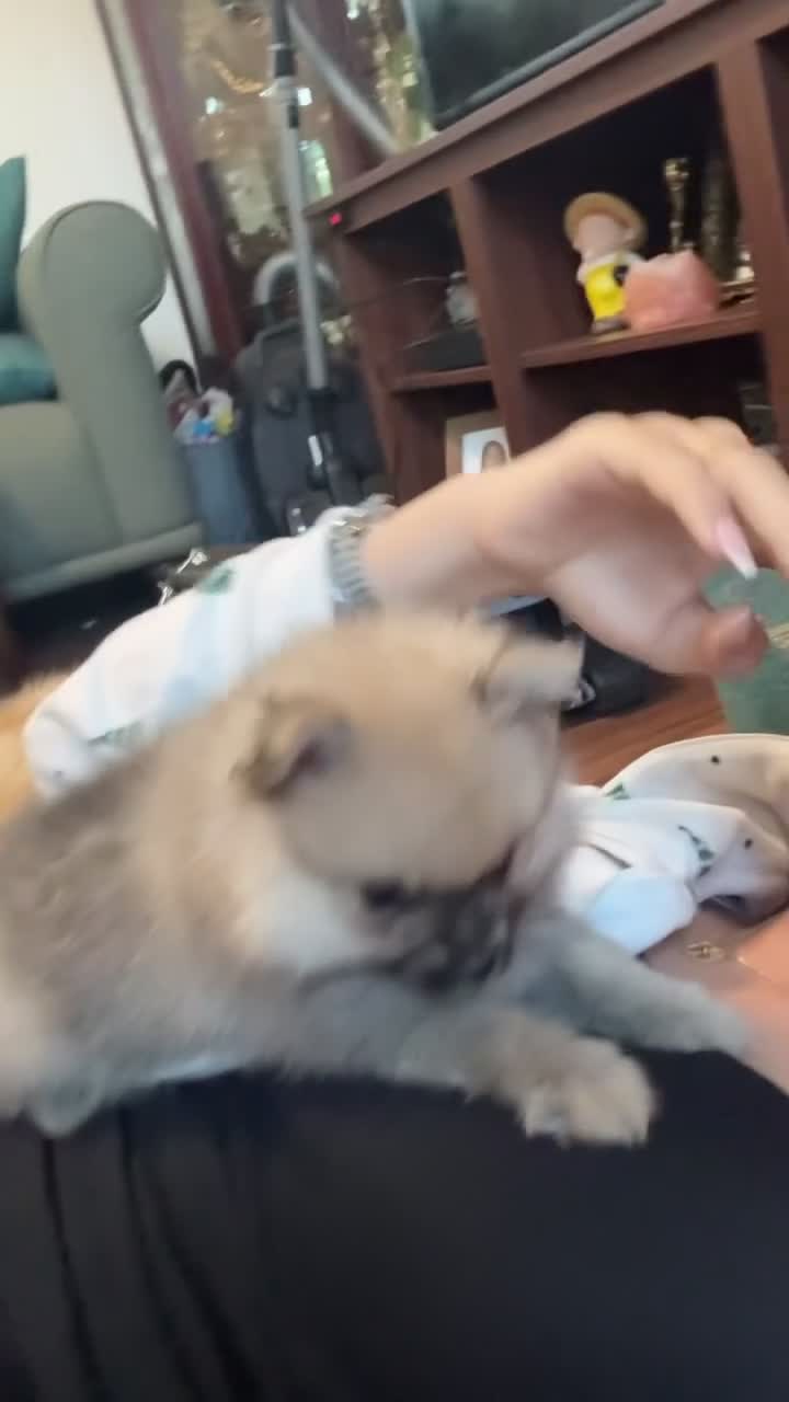Pomeranian dogs for sale: Beautiful little girl - Video 2