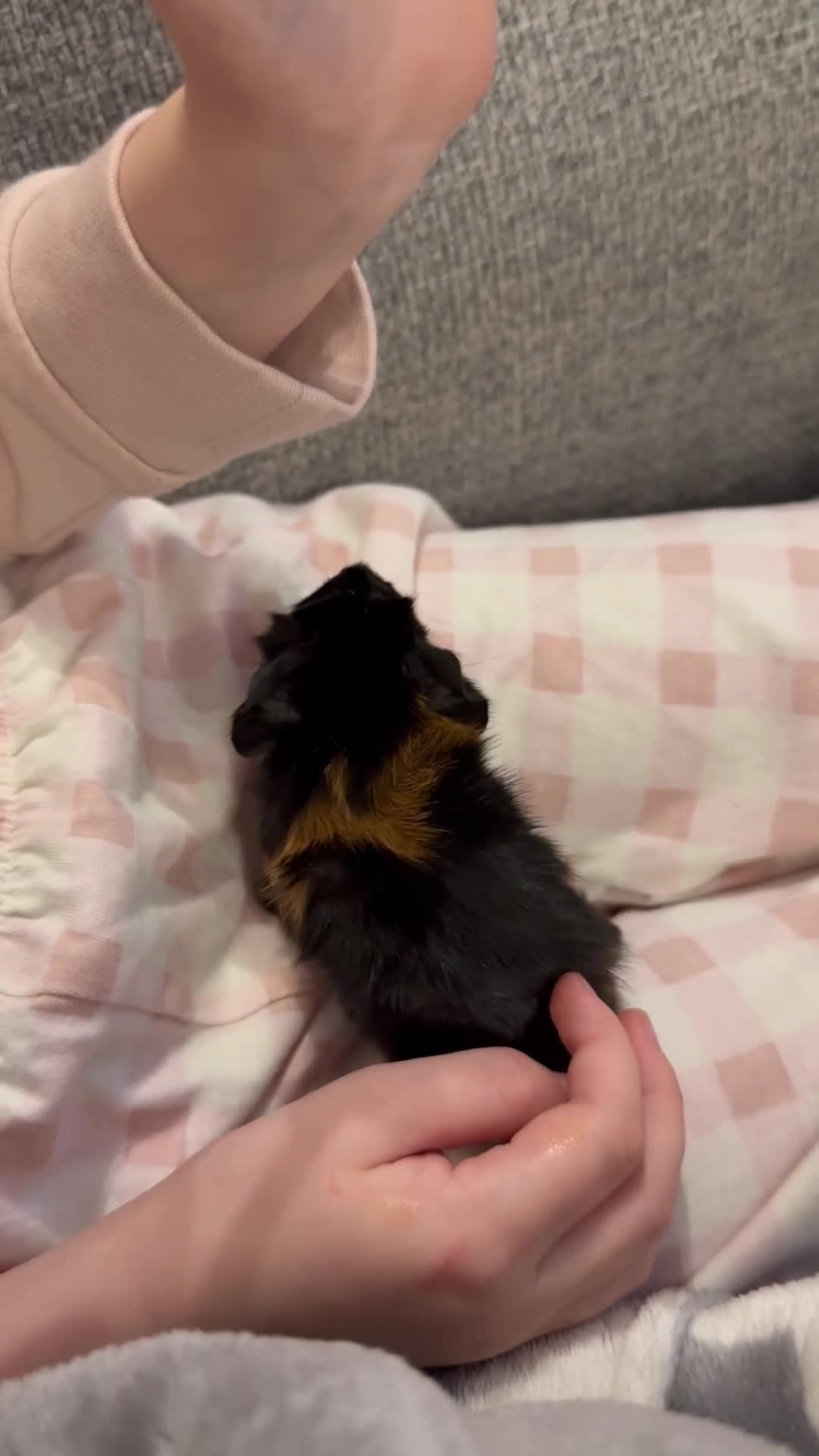 Guinea Pig rodents for sale: Baby guinea pigs - Video 1