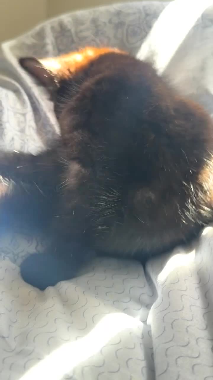 Mixed Breed cats for sale: Sweet black kitten - ready for a loving home - Video 3