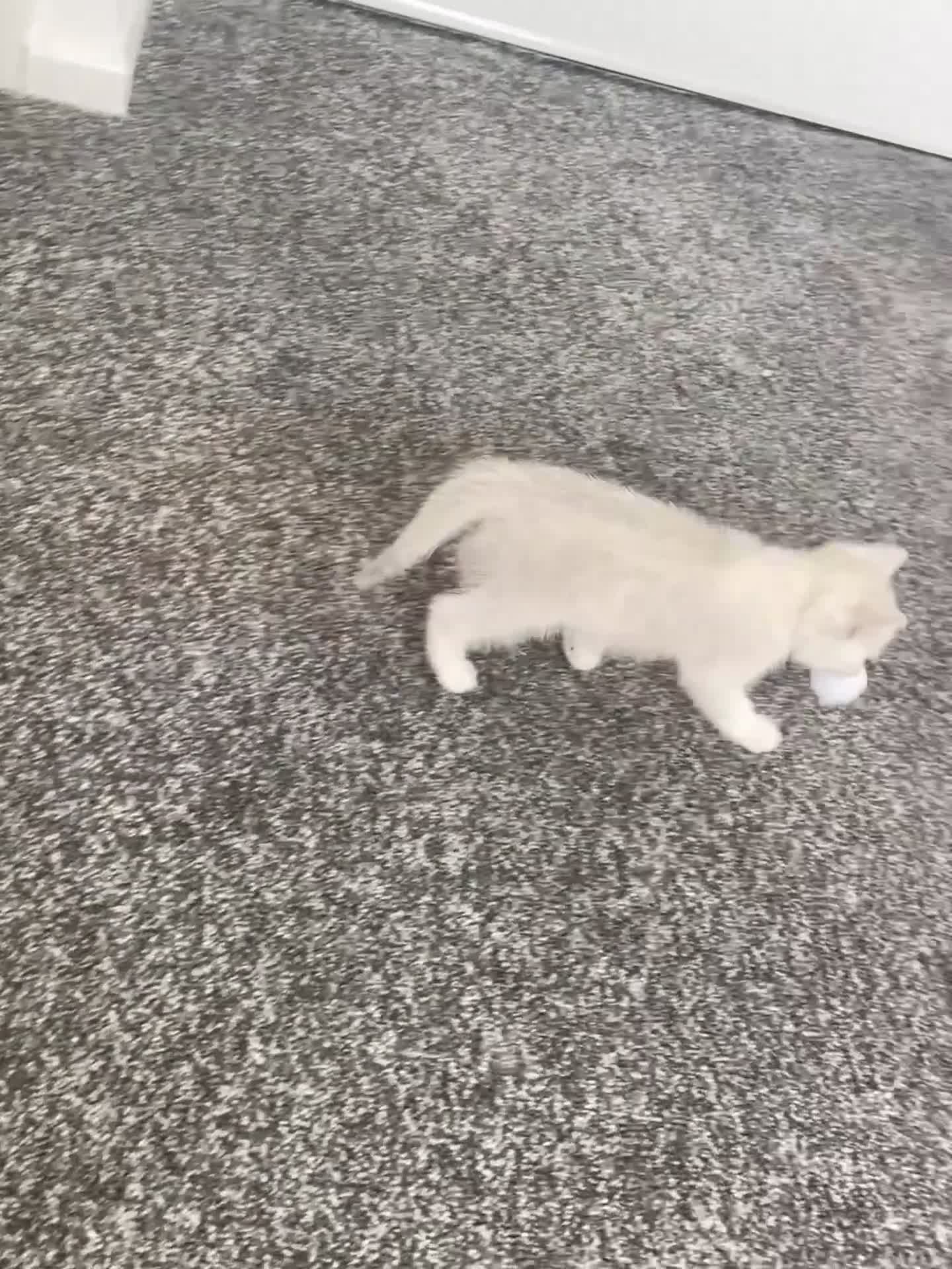 British Shorthair cats for sale: Silver British Shorthair Boy - Video 1
