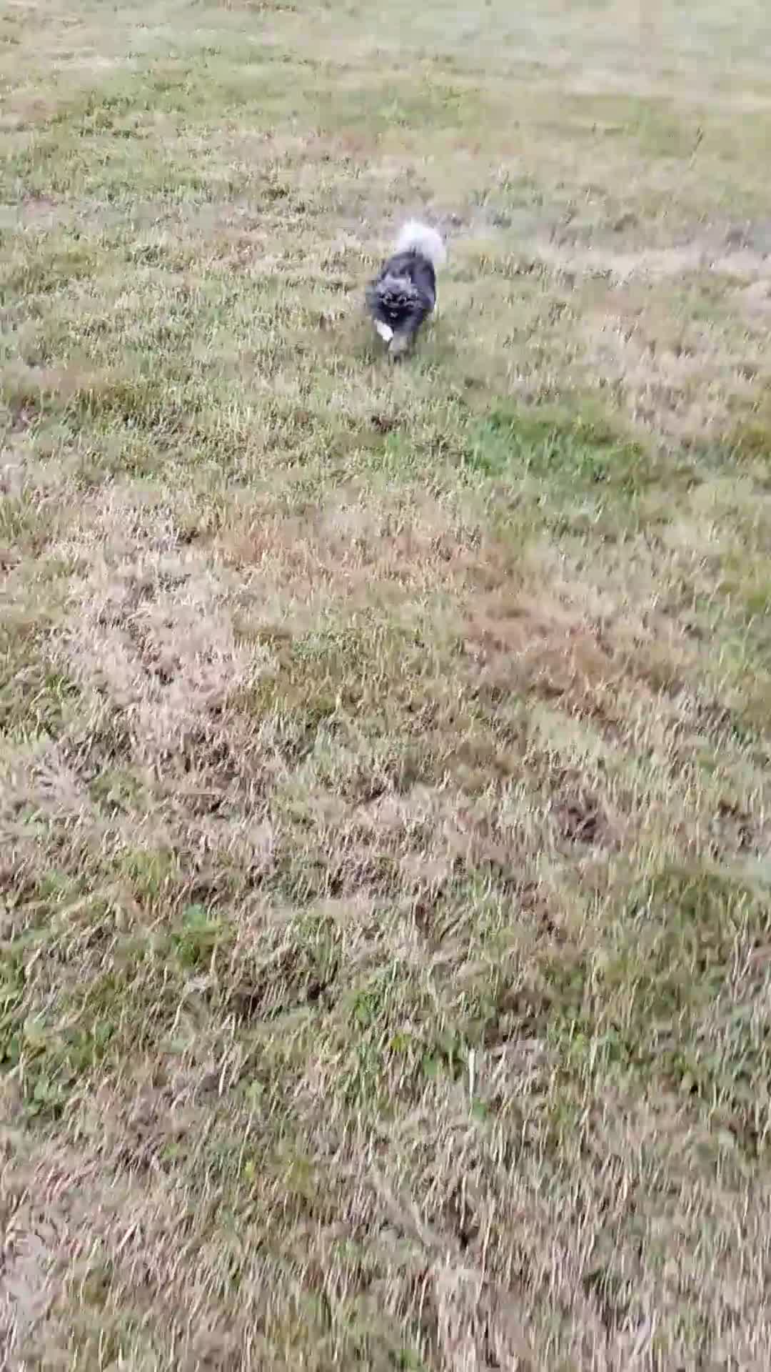 Pomeranian dogs for stud: Wolf teddy bear faced Pomeranian (Stormzy) - Video 1