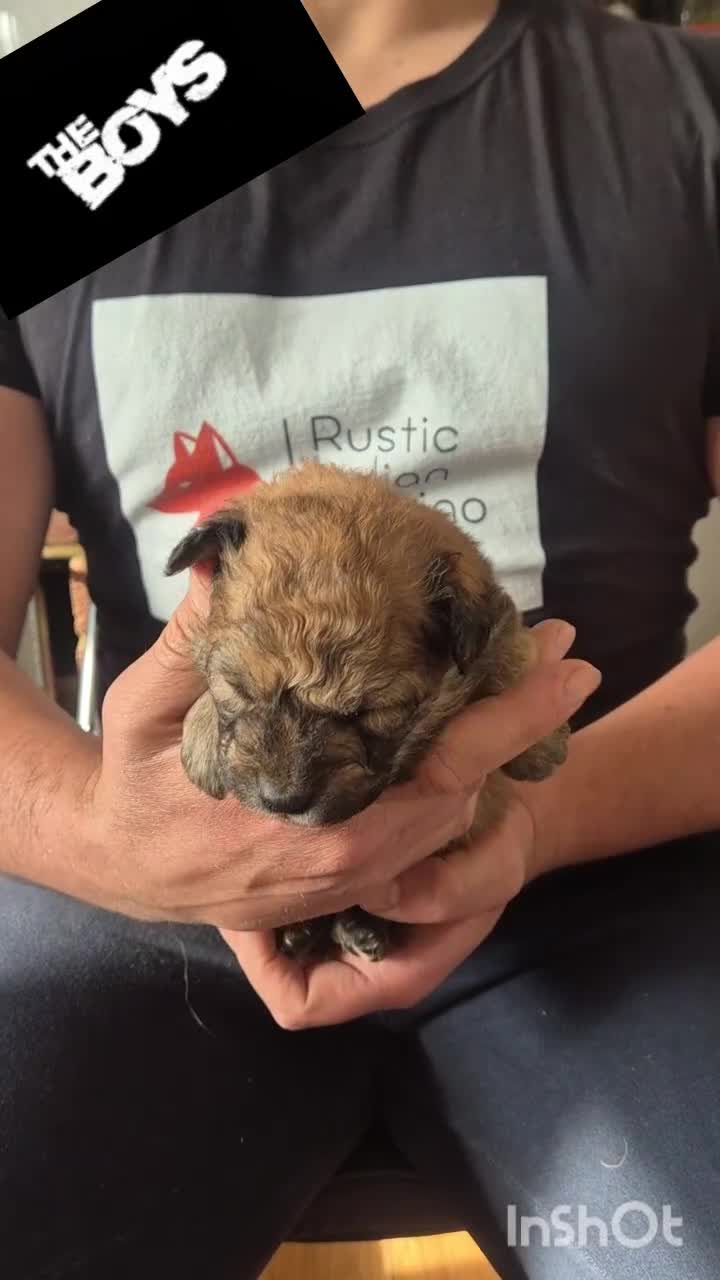 Mixed Breed dogs for sale: Italian Volpino puppies 🦊 - Video 1