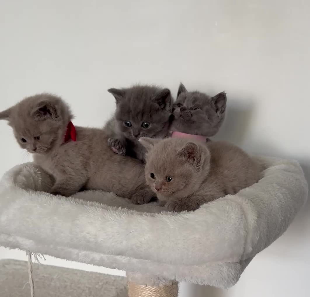 British Shorthair cats for sale: outstanding British shorthair kittens - Video 2