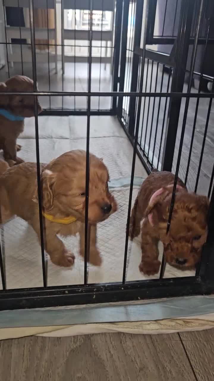 Cavapoo dogs for sale: Gorgeous F1b cavapoo's  - Video 1
