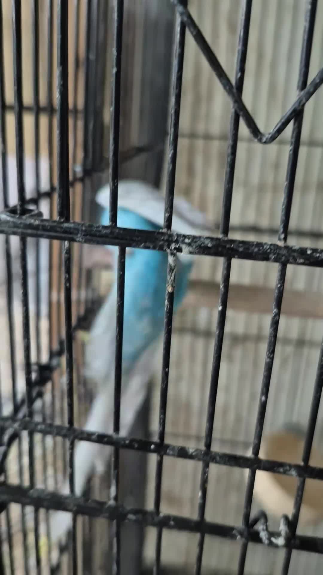 Budgerigars birds for sale: Baby budgies in Stroud - Video 1
