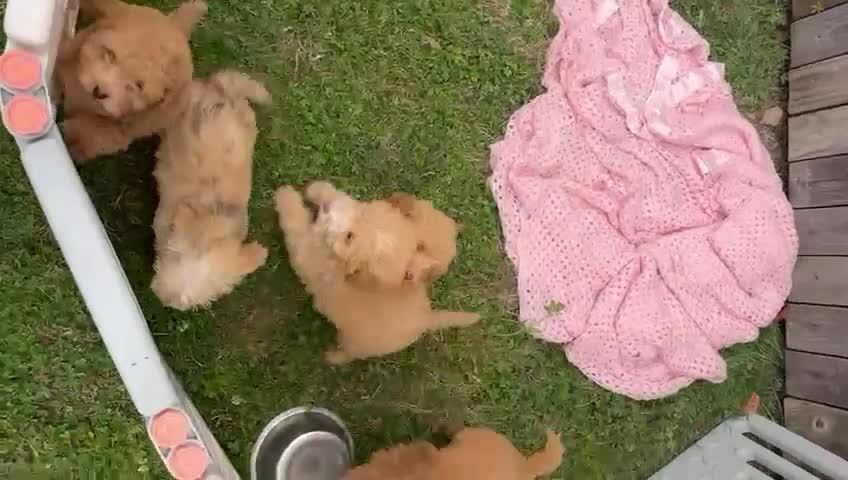 Cavapoo dogs for sale: Stunning cavapoo f1b puppies ready for new homes❤️ - Video 1