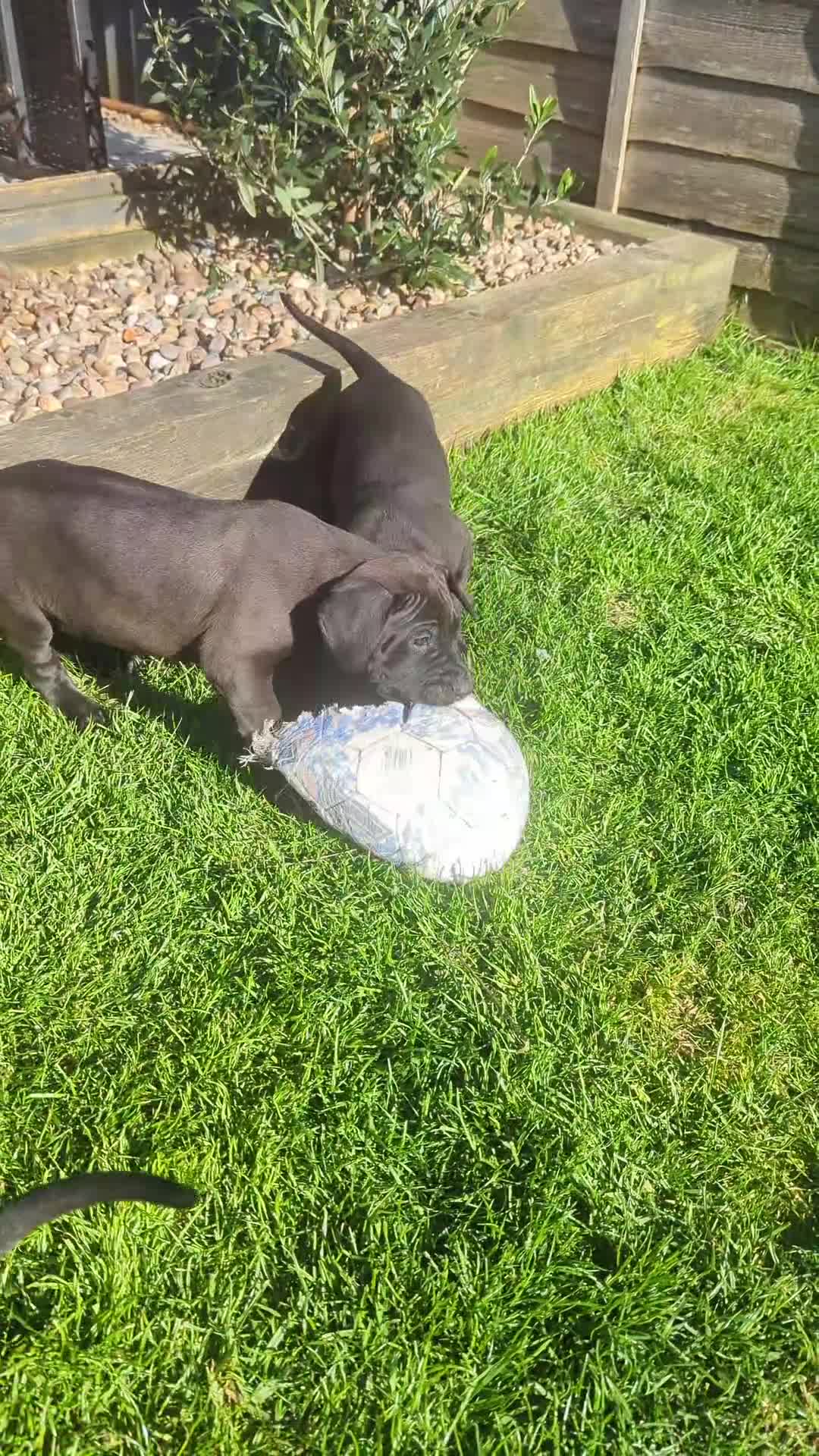 Presa Canario dogs for sale: STUNNING BLACK PRESA CANARIO PUPS 5 BOYS 1 GIRL - Video 1