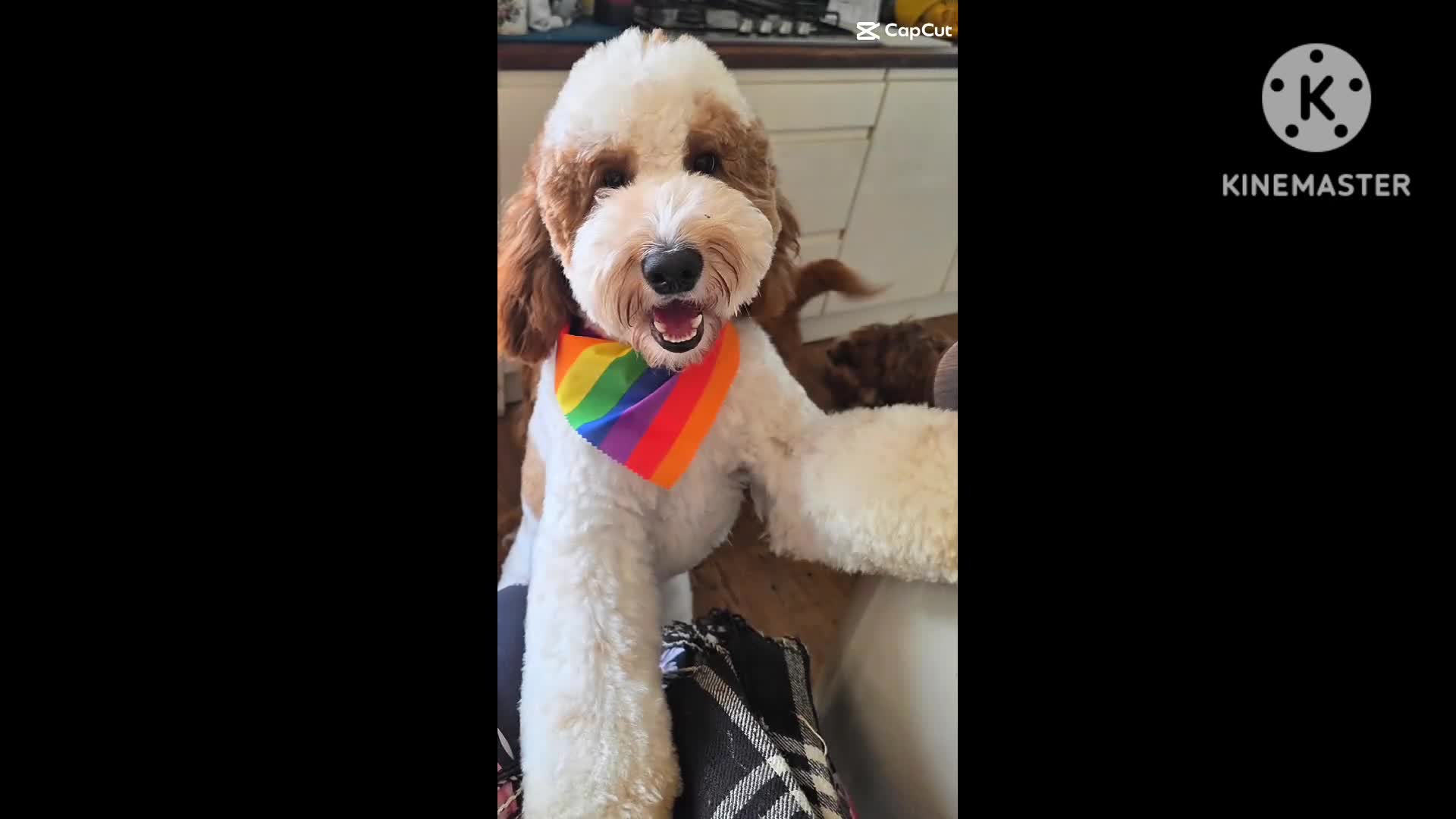 Labradoodle dogs for stud: Mr Lover Lover -"Bandit" Mini Labradoodle STUD in Bury Saint Edmunds - Video 3