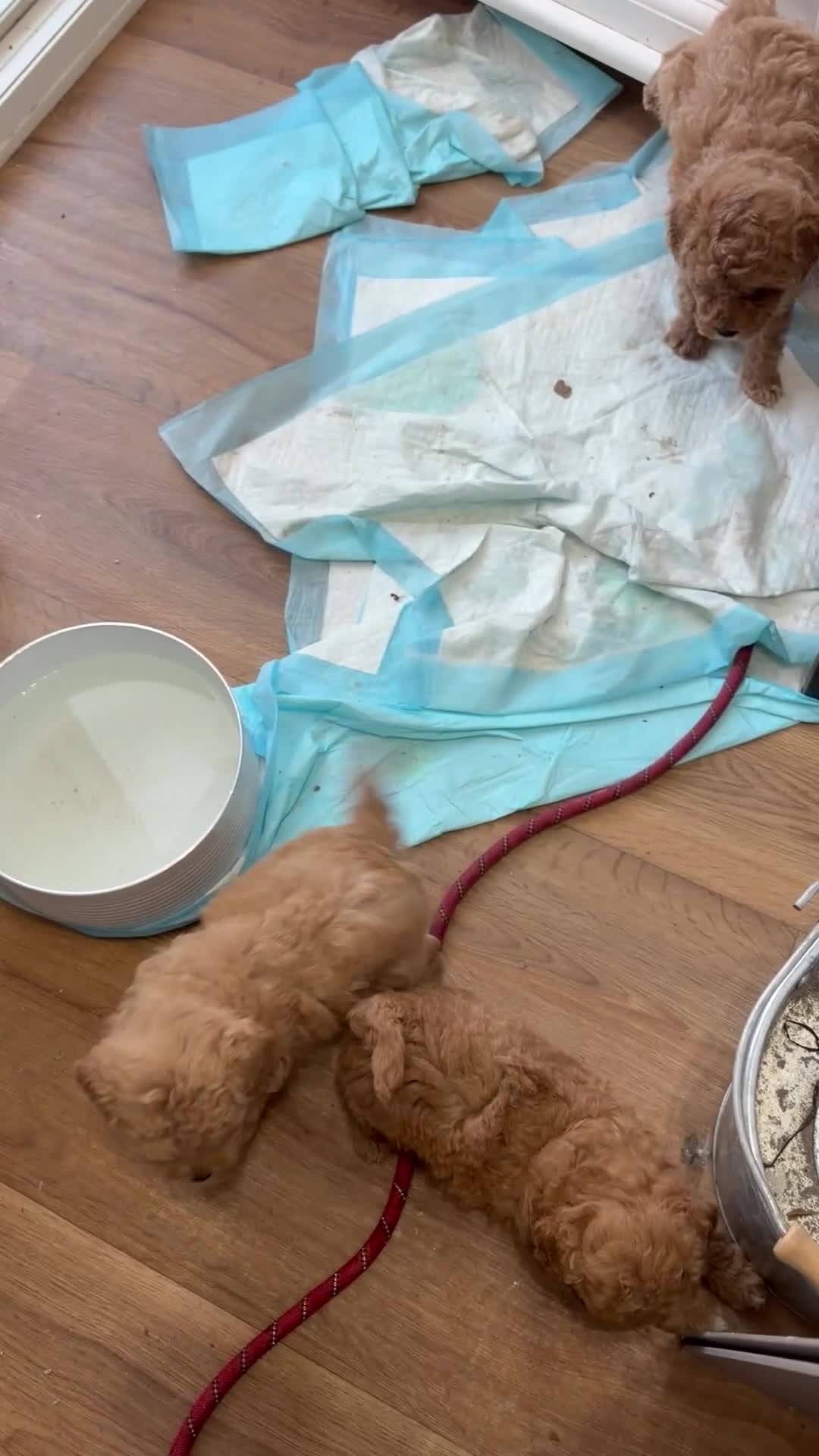 Maltipoo dogs for sale: MALTIPOOS RED  - Video 2