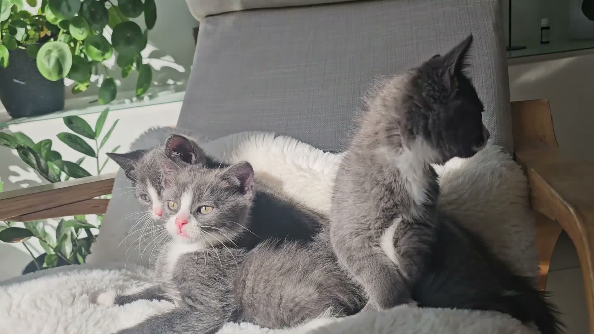 Russian Blue cats for sale: Russian Blue mix British Short Hair/grey and white - Video 1