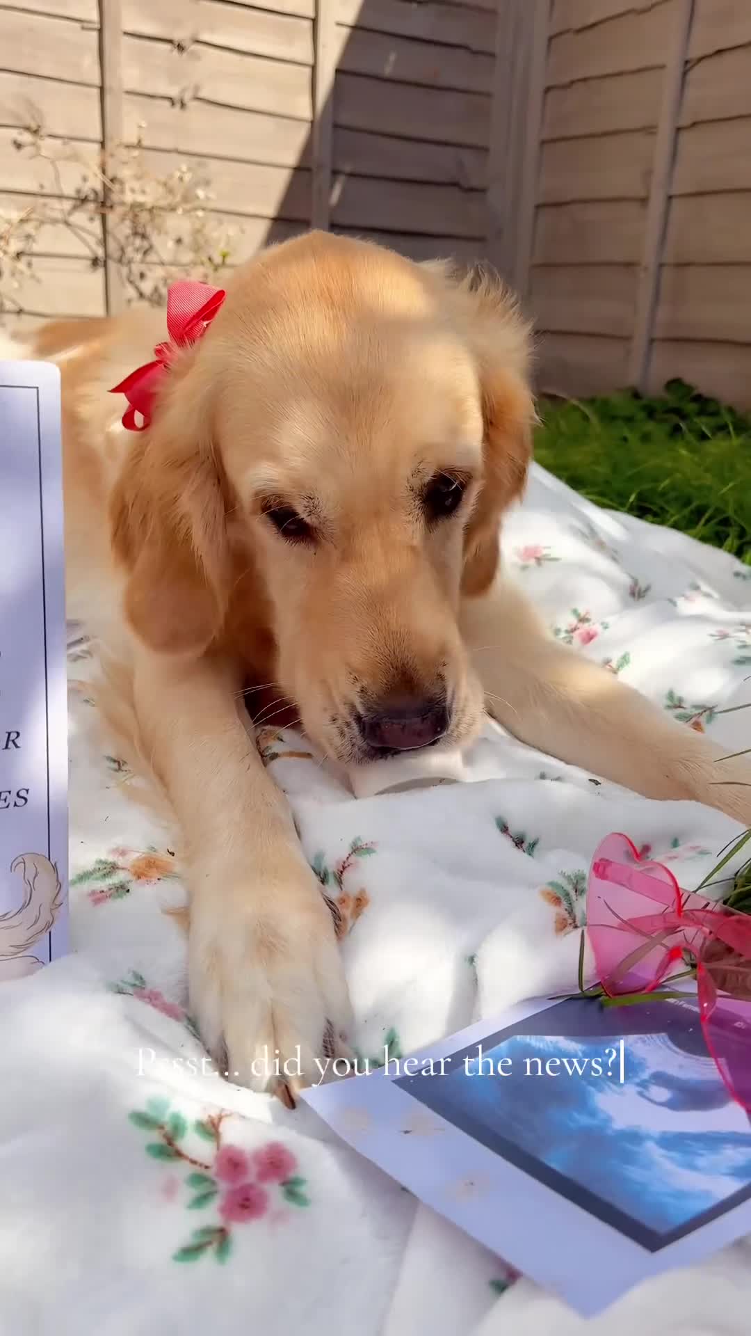 Golden Retriever dogs for sale: Litter Annoucement - GR puppies coming 24-09-2025 - Video 1