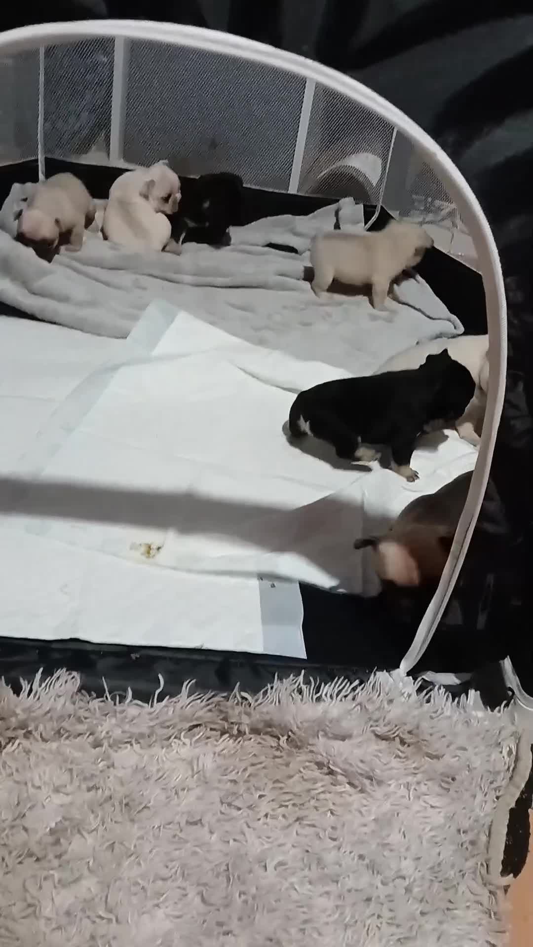 French Bulldog dogs for sale: Gorgeous frenchie pups - Video 3