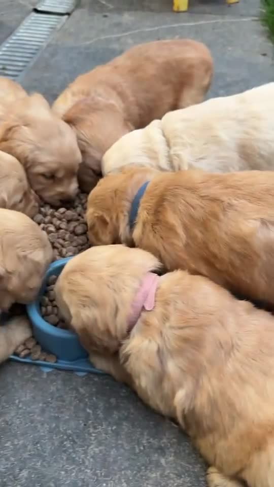 Golden Retriever dogs for sale: PEDIGREE HEALTH TESTED GOLDEN RETRIVER PUPPIES KC - Video 1