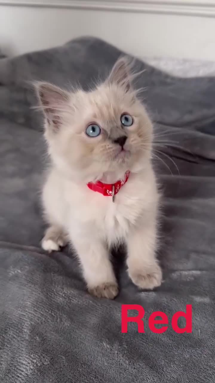 Ragdoll cats for sale: Beautiful Ragdoll Kittens  - Video 4