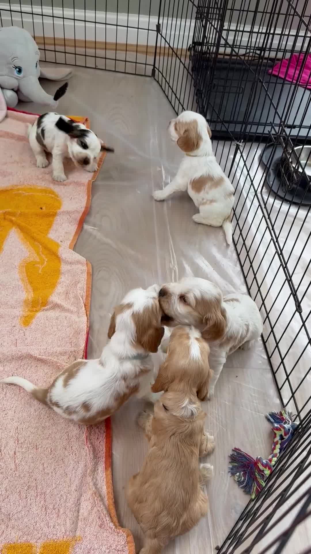 Cocker Spaniel dogs for sale: KC REG Showtype Cocker Spaniel LAST PUP ready 3/8 - Video 4