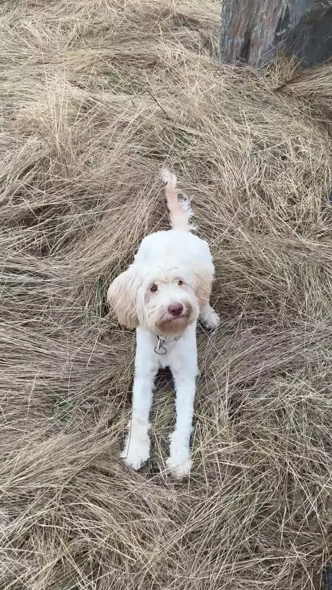 Cockapoo dogs for sale: Fun loving cockapoo - Video 2