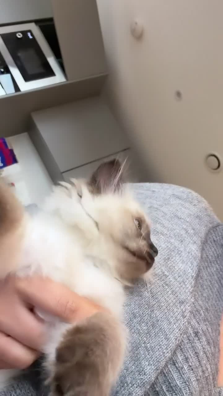 Ragdoll cats for sale: Beautiful female ragdoll kitten for sale  in Brentford - Video 1