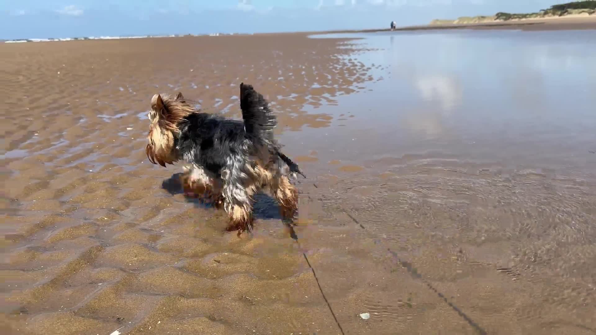 Yorkshire Terrier dogs for stud:  **  Yorkie for stud  in Leicester - Video 5