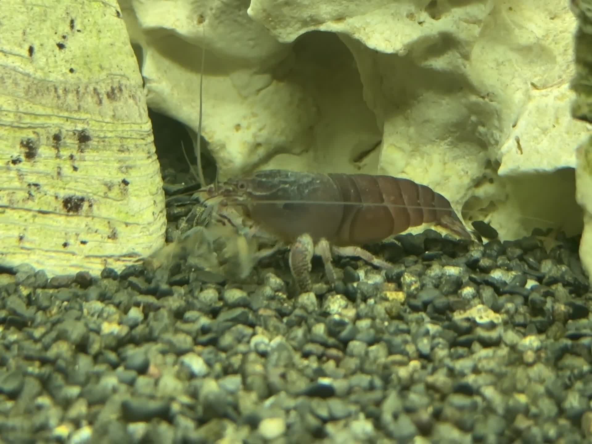 Angelfish fish for sale: 250L Tank with Community of Fish - Video 2