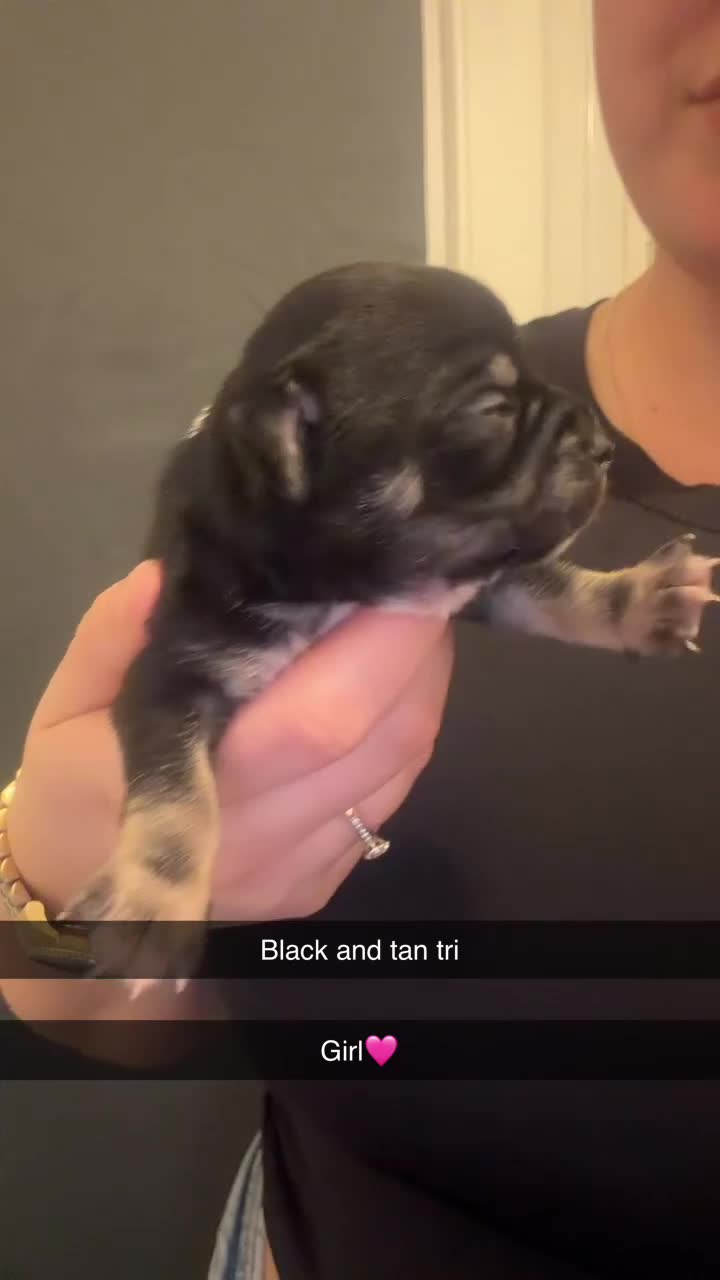 Chihuahua dogs for sale: 🌺Chihuahua puppies 🌺 - Video 2