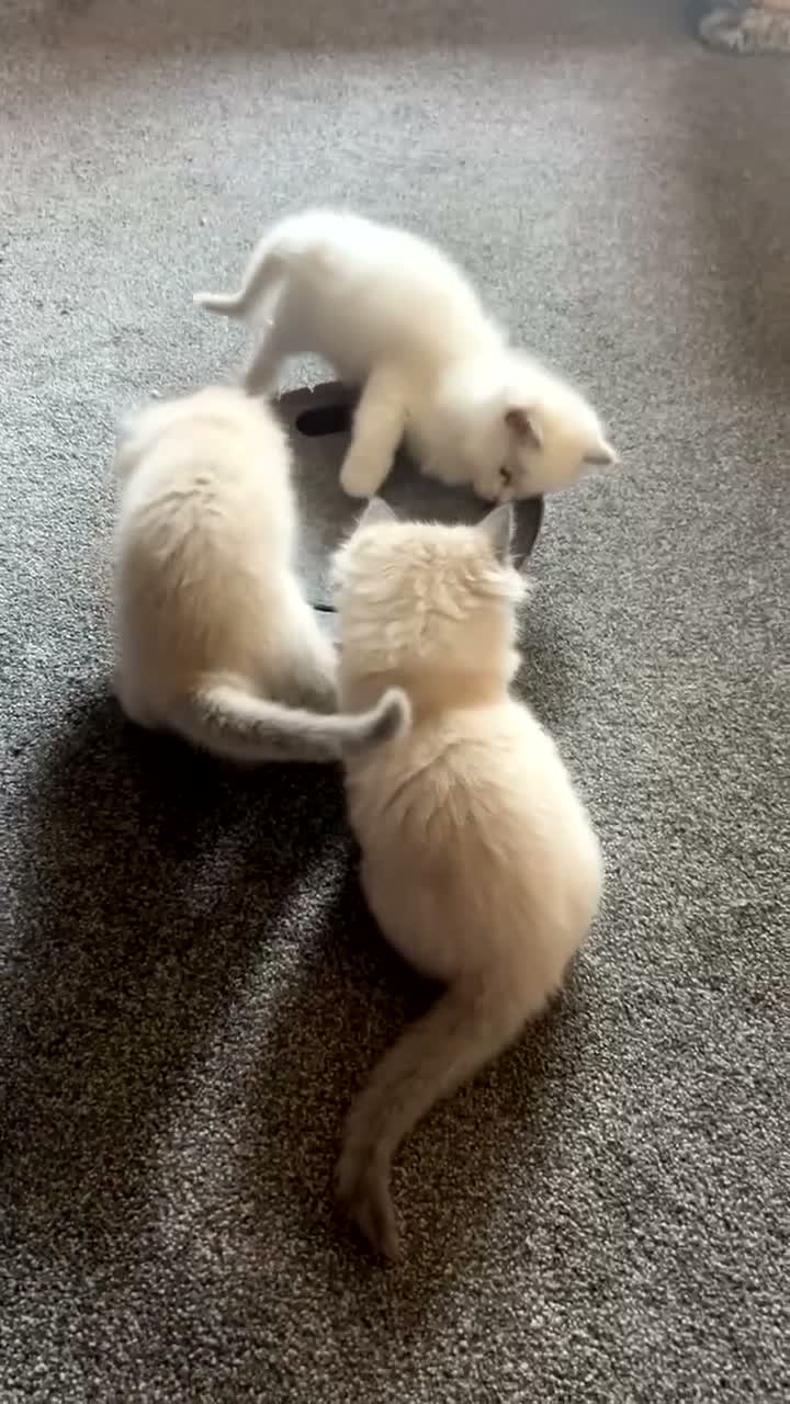 Ragdoll cats for sale: Ragdoll kittens in Perth - Video 1