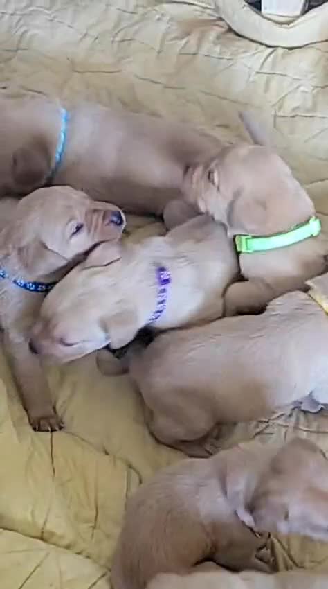 Labrador Retriever dogs for sale: Fox Red Labrador - Video 1