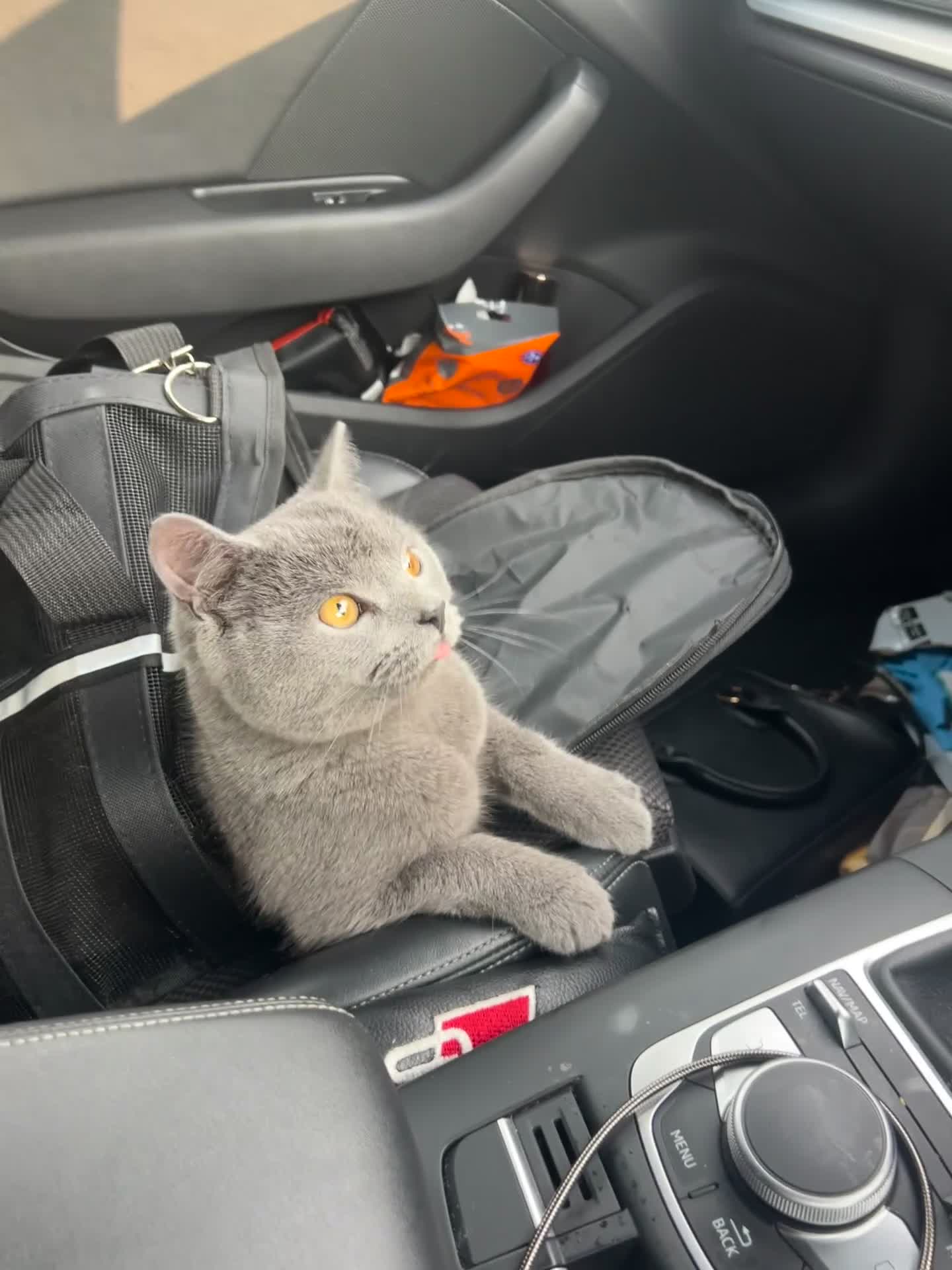 British Shorthair cats for sale: 14-Month-Old British Shorthair - Video 1