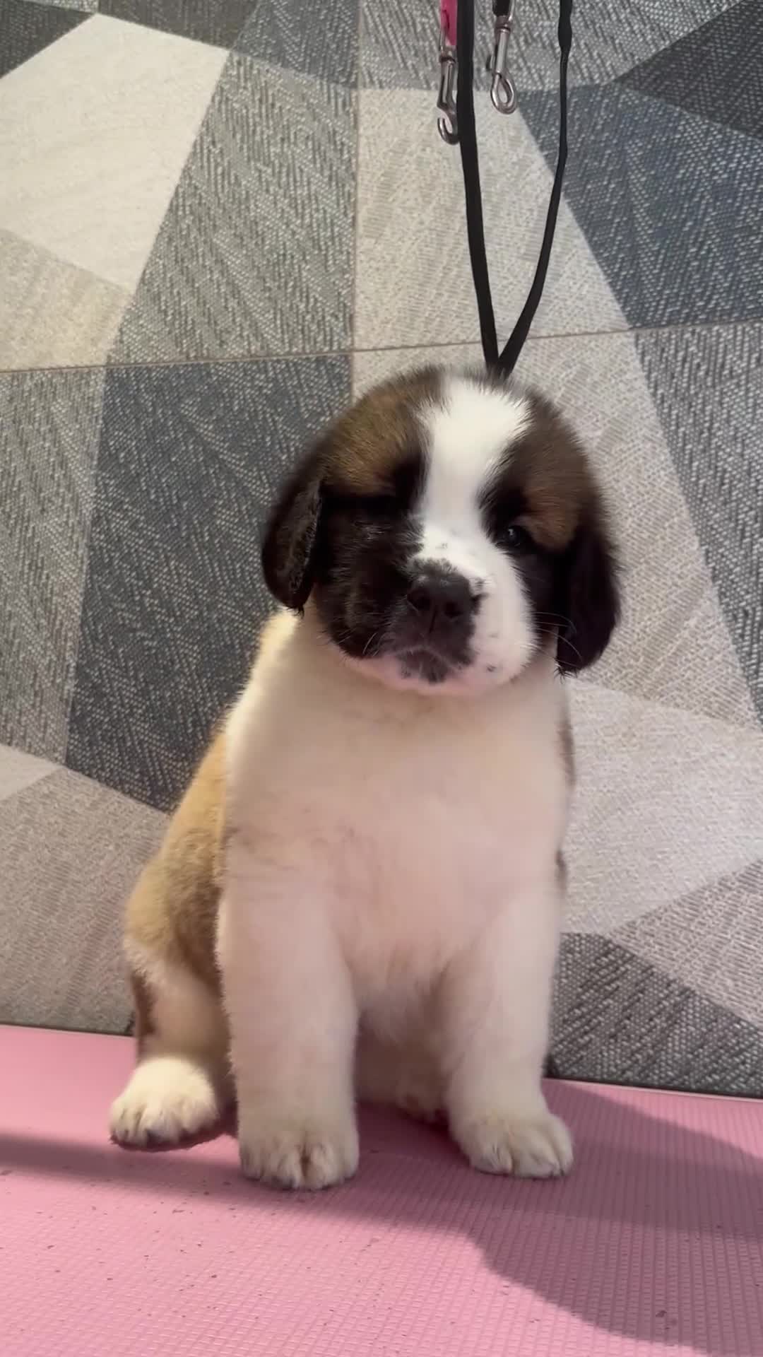 Saint Bernard dogs for sale: Exceptional litter of show quality pups  - Video 1