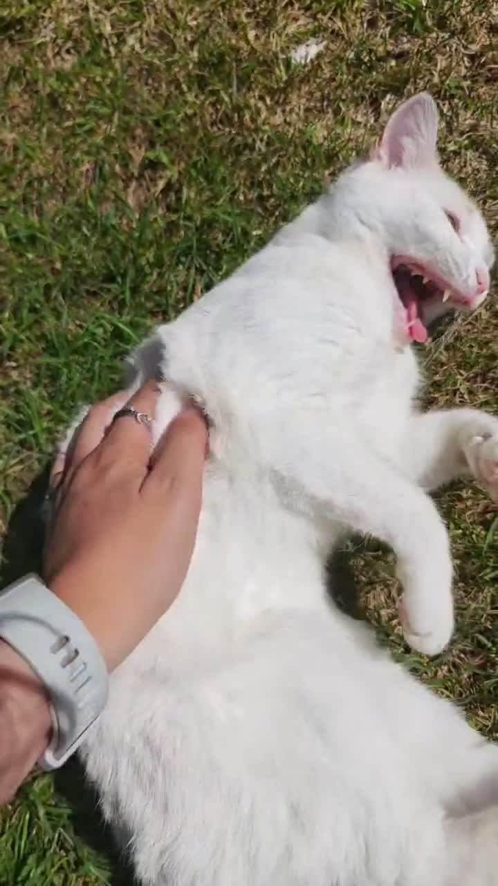 Domestic Shorthair cats for sale: Mother & Son Domestic Shorthair Cats  in Birmingham - Video 2