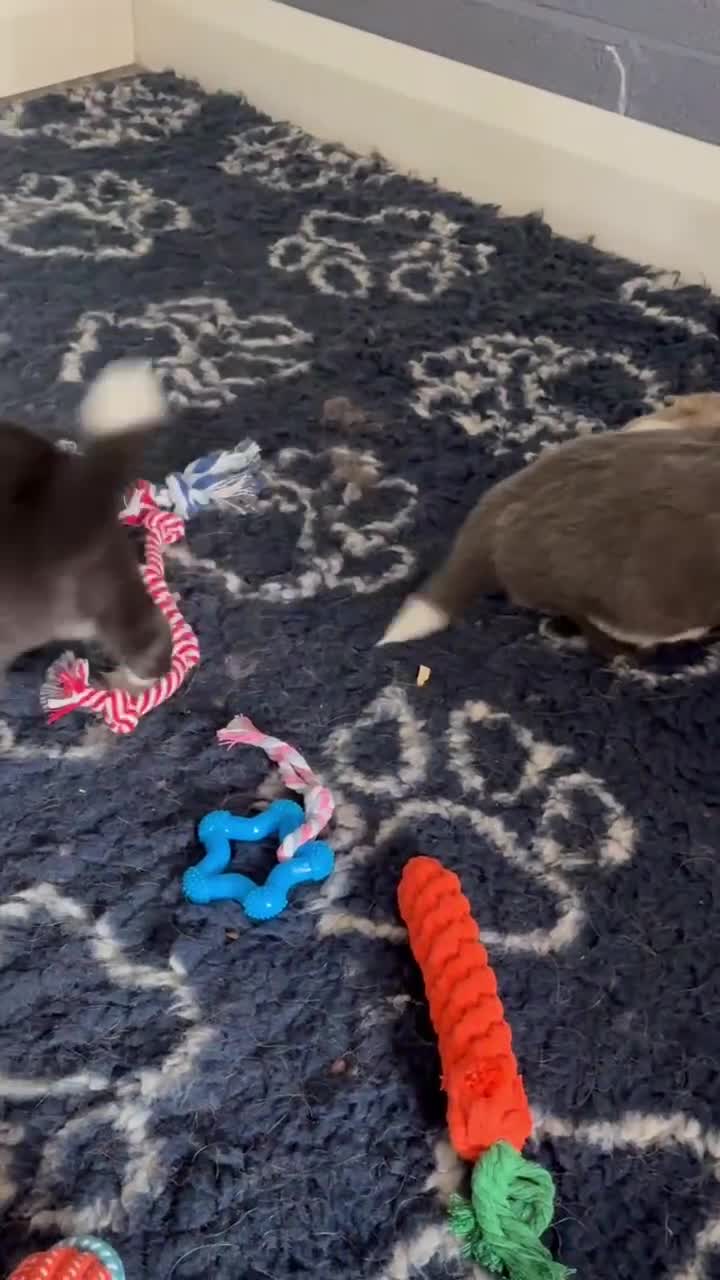 Border Collie dogs for sale: Outstanding Border Collie Puppies - Video 2