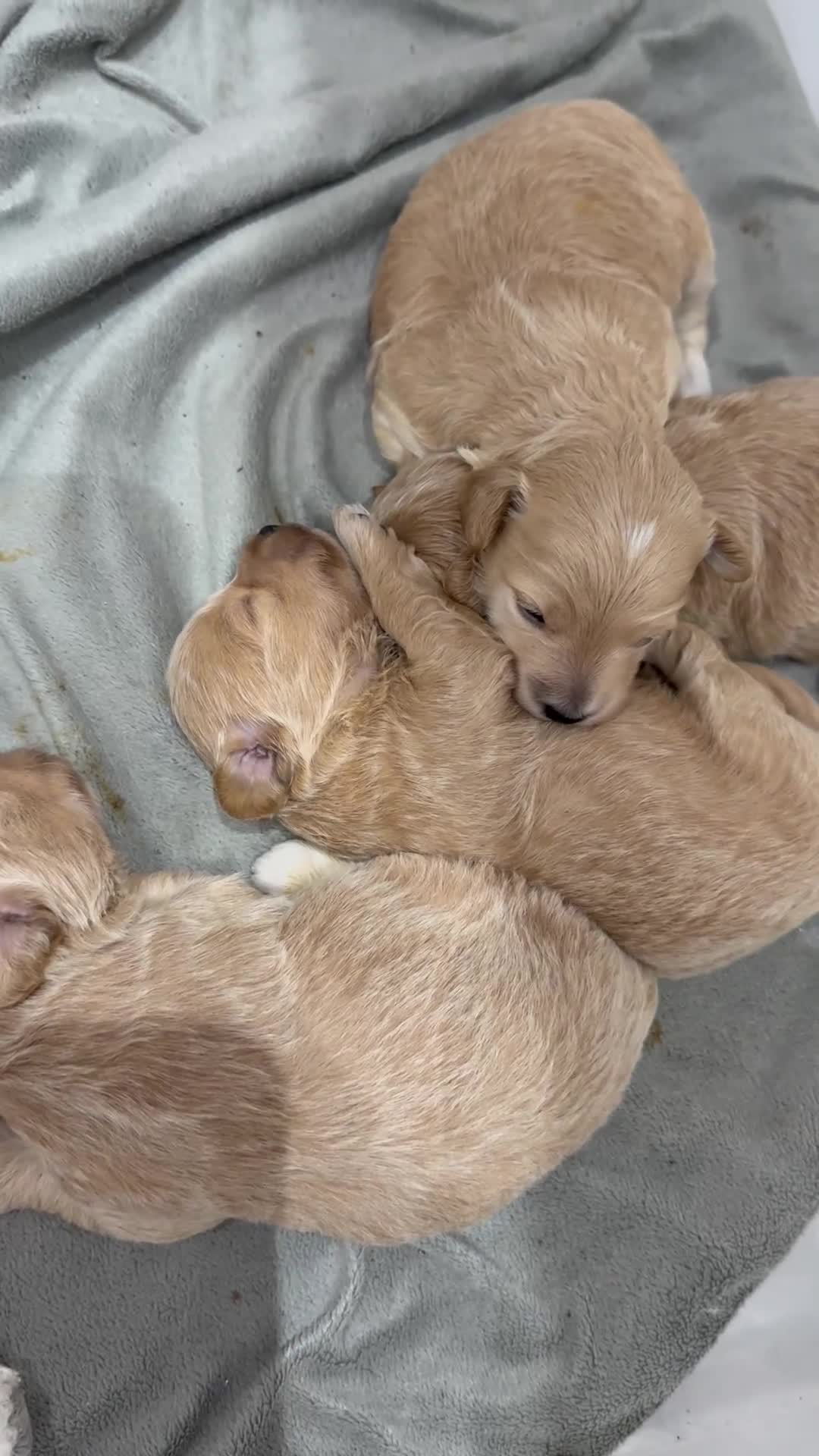 Maltipoo dogs for sale: F1 Beautiful Maltipool Puppies - Video 2