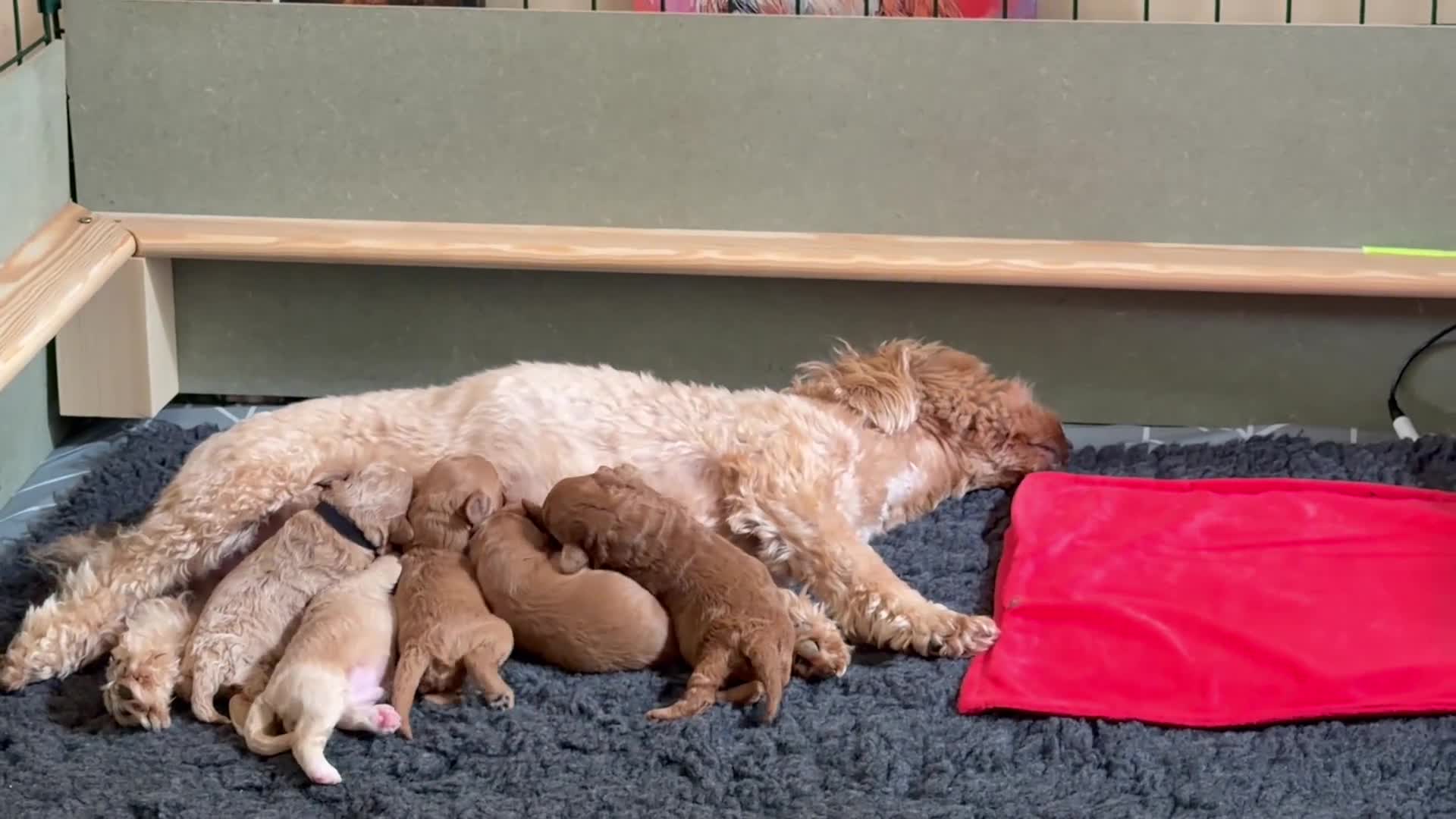 Maltipoo dogs for sale: Maltipoo F1B in Cheadle - Video 1