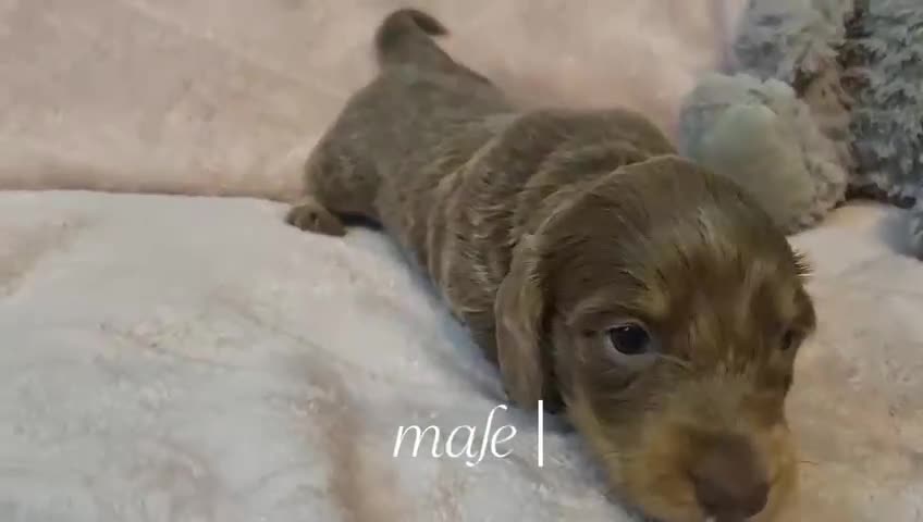 Miniature Dachshund dogs for sale:   Long haired  dachshunds puppies  top quality  - Video 2