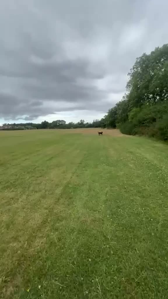 Mixed Breed dogs for sale: Dutch herder - Video 2