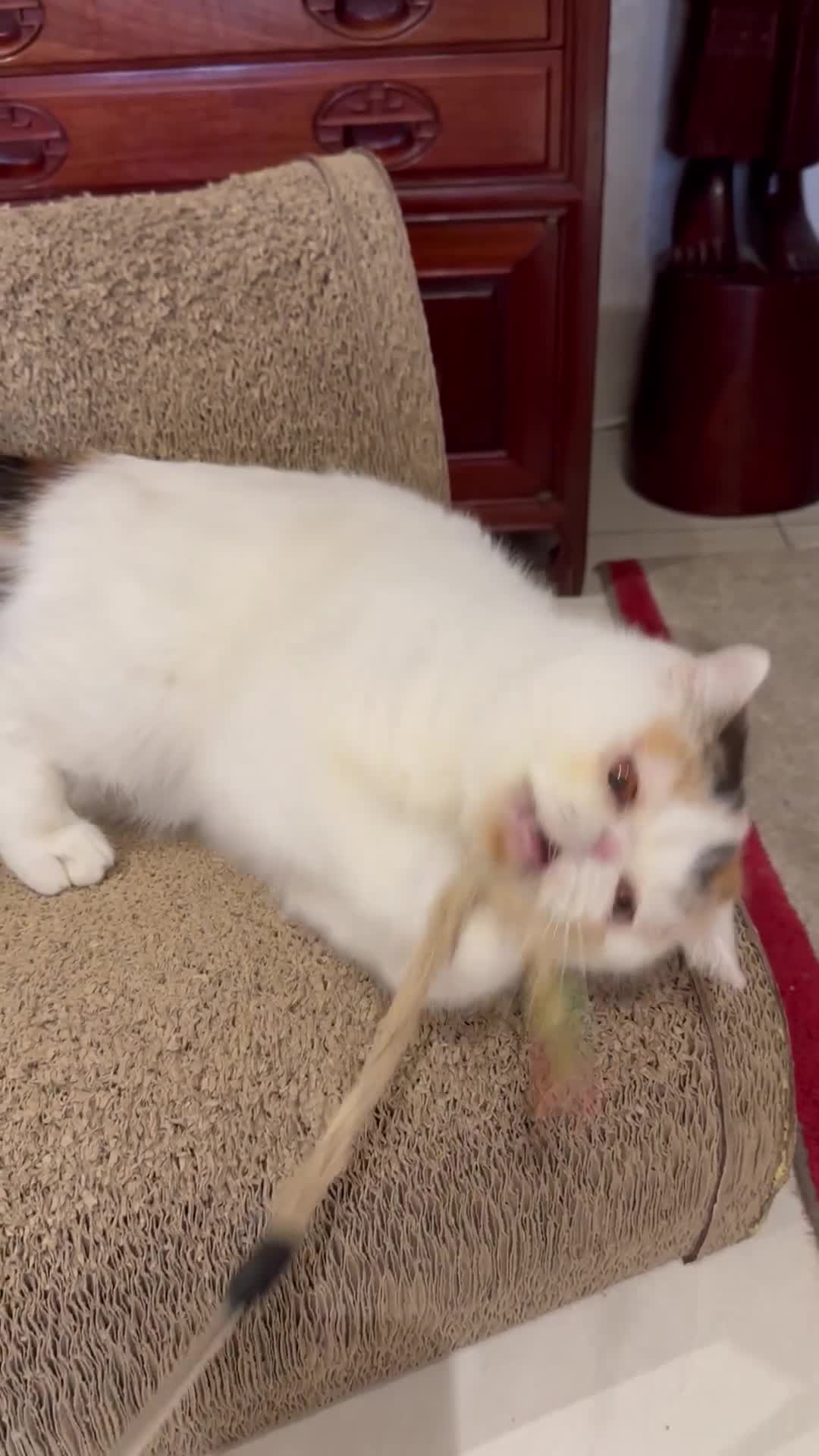 Exotic cats for sale: Exotic Shorthair  - Video 1