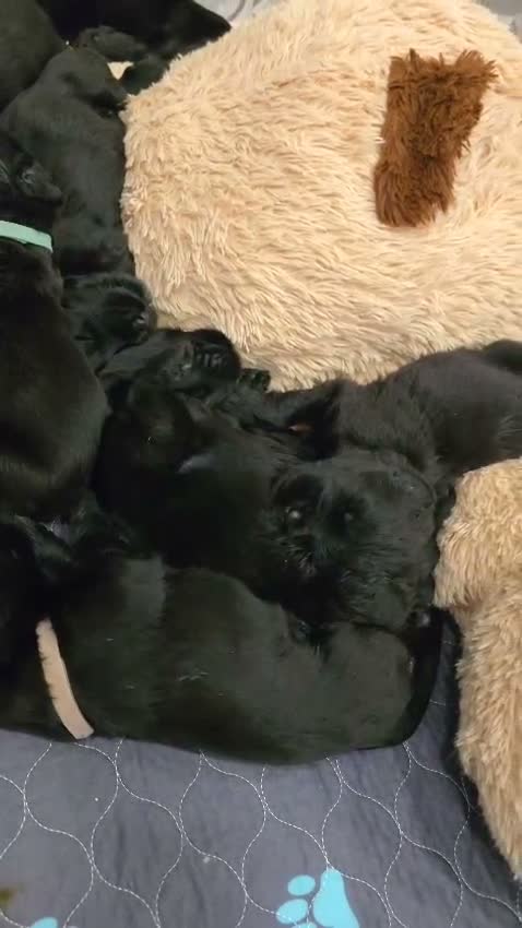 Russian Black Terrier dogs for sale: 🐾 RUSSIAN BLACK TERRIER PUPPIES 🐾 - Video 1