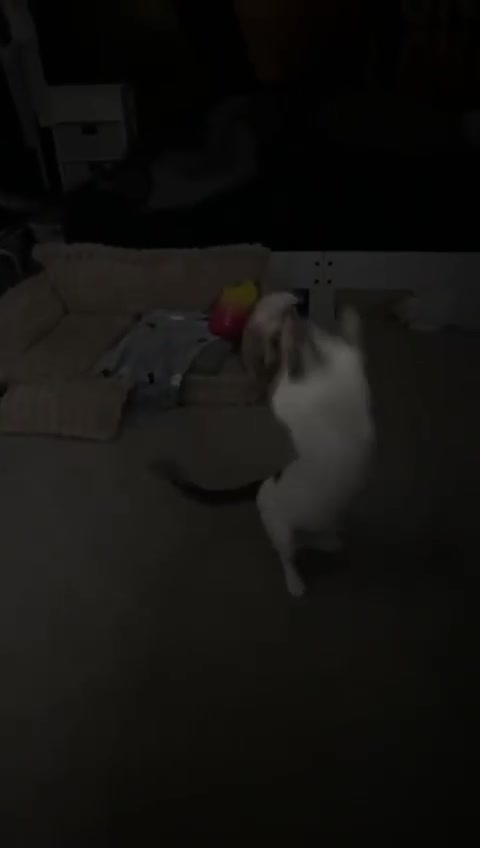 Mixed Breed cats for adoption: ANAKIN-HEALTHY HAPPY CUTE BOY MISSING FRONT PAW! - Video 1