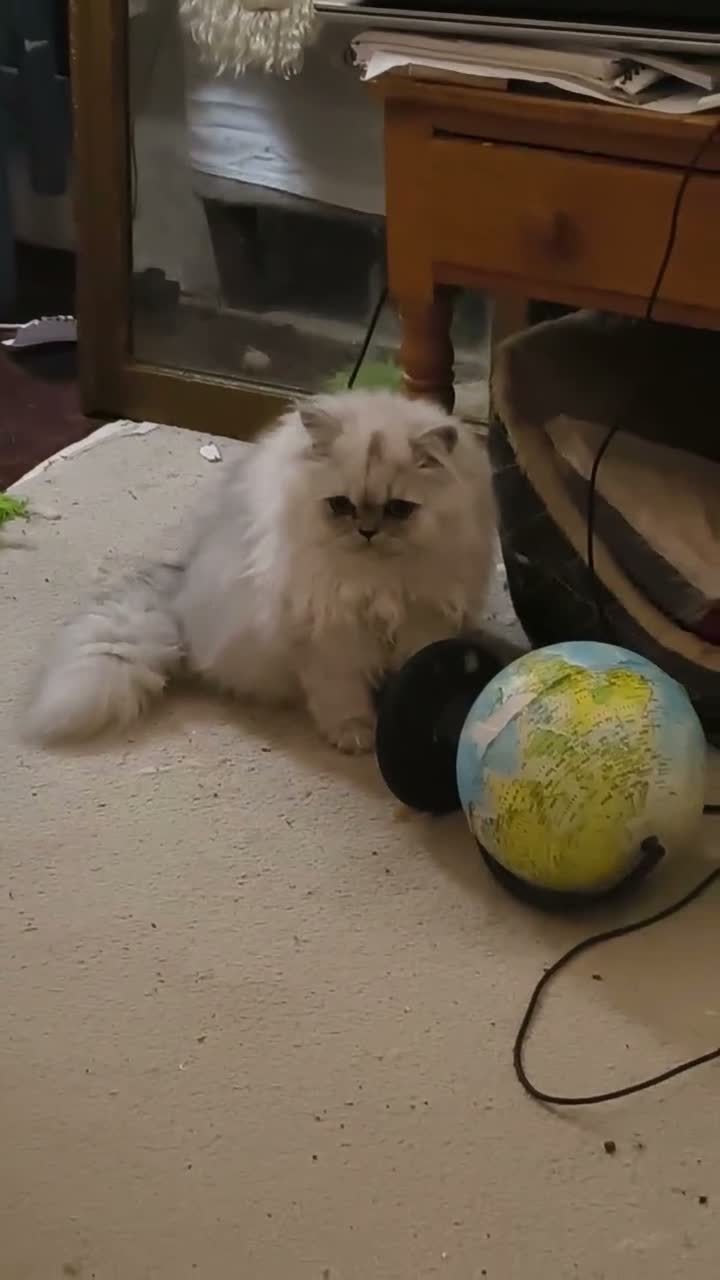 Persian cats for sale:  Persian Silver Shaded/Tipped kittens ready now - Video 1