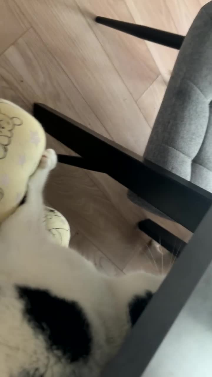 Mixed Breed dogs for sale: Arlo  in Newport - Video 1