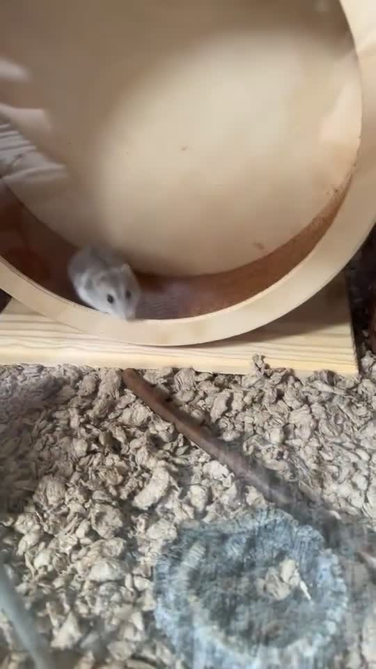 Hamster rodents for sale: Russian dwarf hamster  - Video 1
