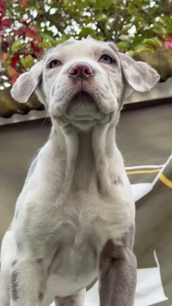 Mixed Breed dogs for sale: Lovely Merle puppy’s looking for his forever Home in Enfield - Video 2