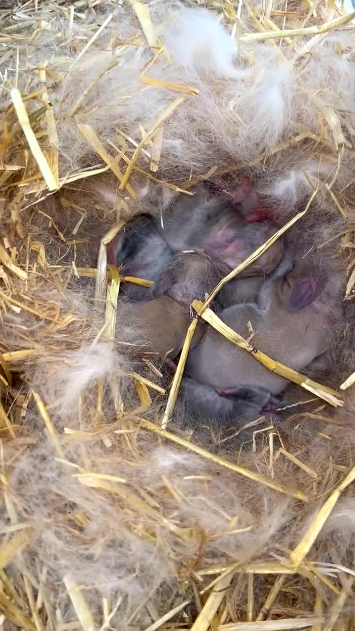 Mini Lop rabbits for sale: Mini lop babies 🐰 in Wigton - Video 1